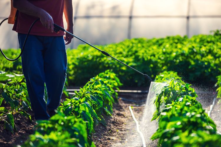 Ilustrasi Cabai Sehat